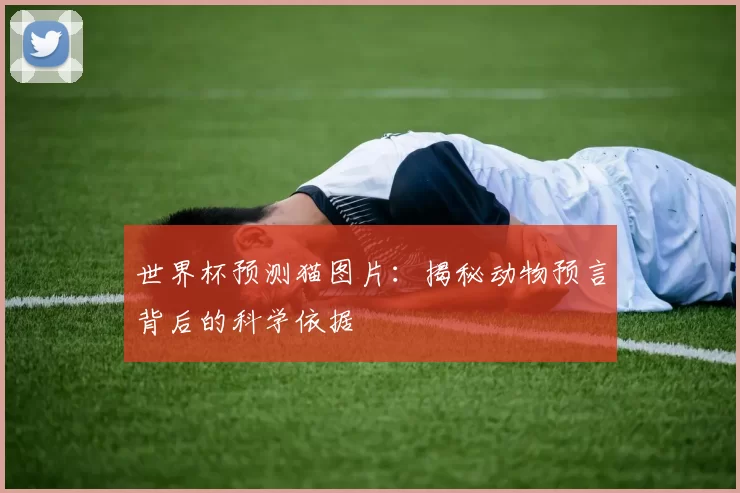 世界杯预测猫图片:揭秘动物预言背后的科学依据